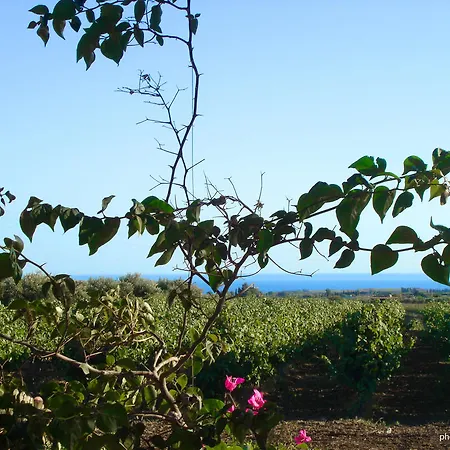 Fiori Menfi