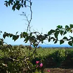 Fiori مينفي