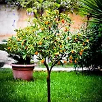 بيت ضيافة Fiori 3*
