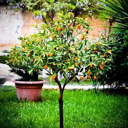Casa de hóspedes Fiori 3*